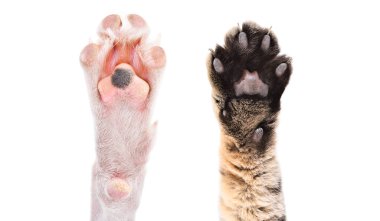 Beyaz arka planda izole edilmiş iki köpek ve kedi pençesi