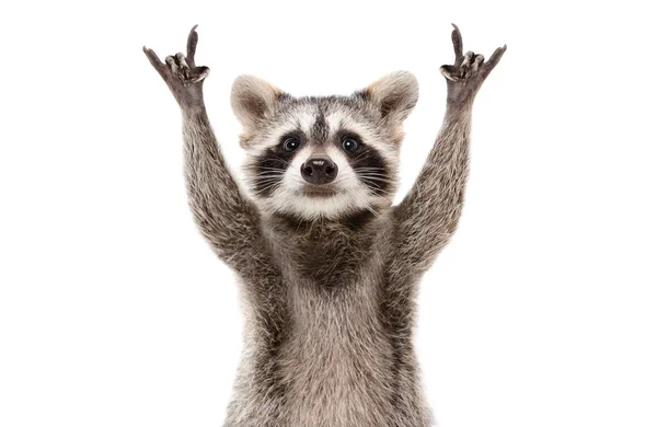 Funny Cute Raccoon Showing Rock Gesture Isolated White Background — Stock Photo, Image