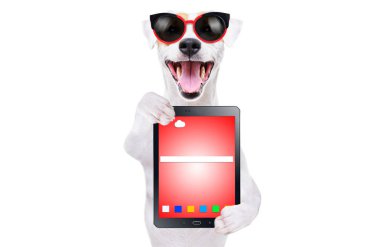 Beyaz arka plan üzerinde izole tablet ile güneş gözlüğü Komik sevimli köpek Jack Russell Terrier