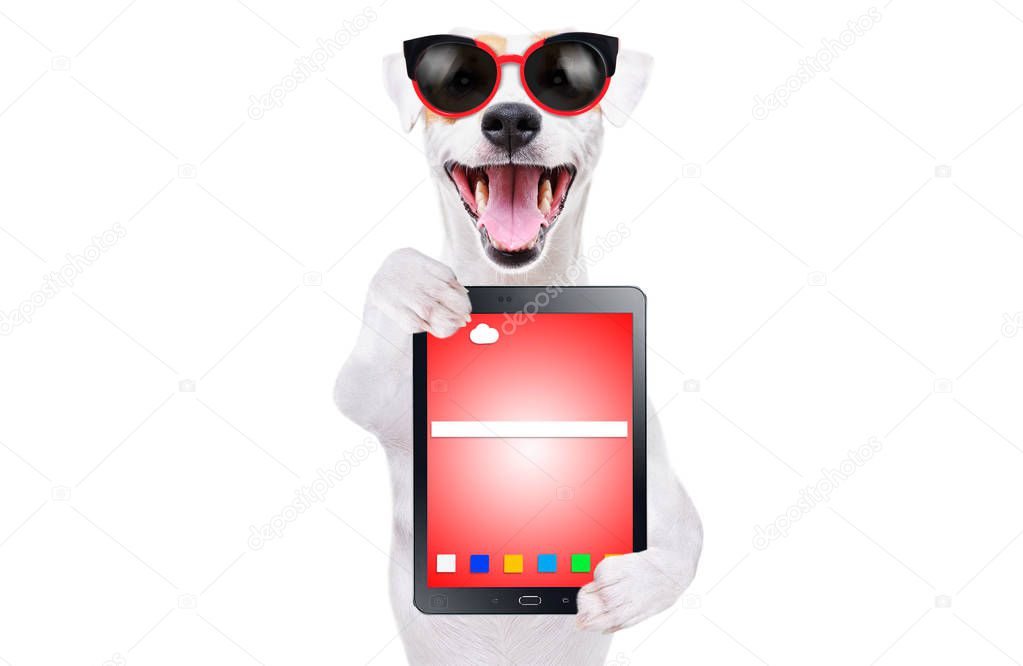 Funny cute dog Jack Russell Terrier in sunglasses with tablet isolated on white background