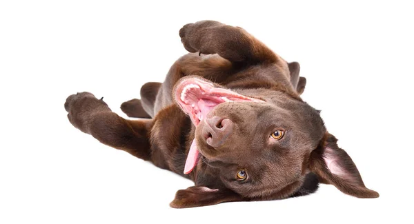 Grappig Schattig Labrador Puppy Liggend Zijn Rug Geïsoleerd Een Witte — Stockfoto