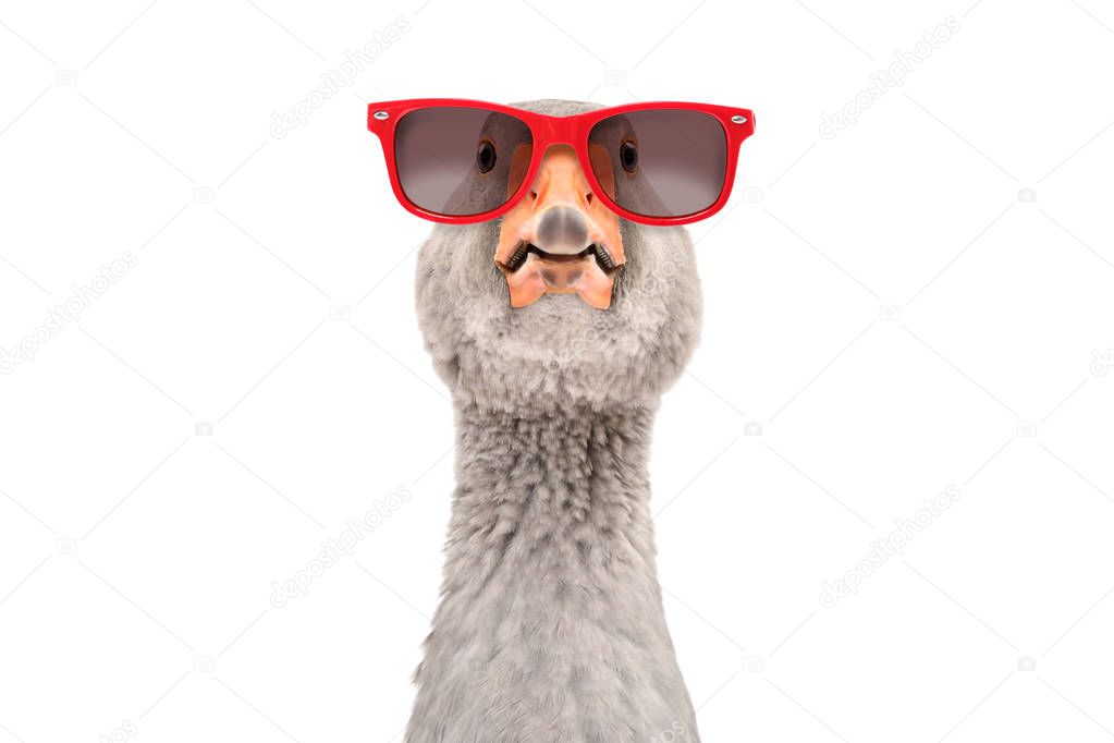 Portrait of a funny goose in red sunglasses, isolated on white background