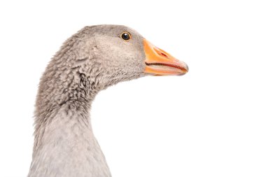 Bir kaz portresi, yakın çekim, yan görünüm, beyaz arka plan üzerinde izole