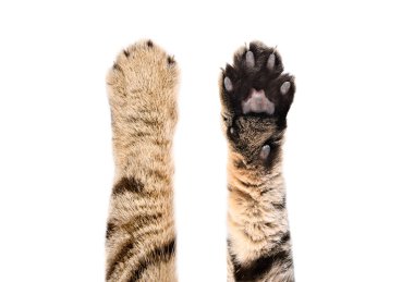 Paws of a cat Scottish Straight, top and bottom view, isolated on white background clipart
