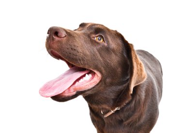 Bir Labrador köpek yavrusu portresi, closeup, yukarı bakıyor, beyaz bir arka plan üzerinde izole