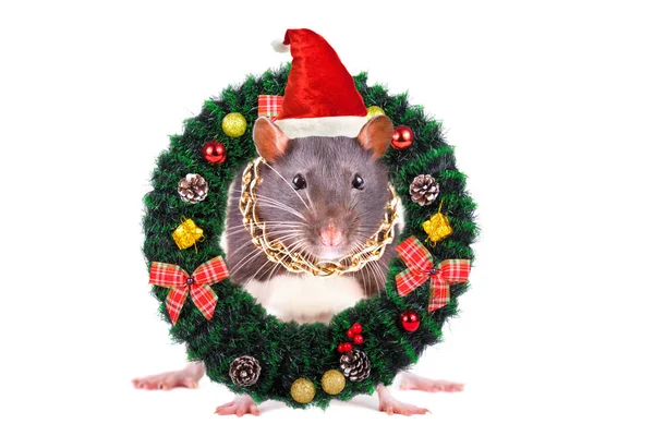 Portrait Rat Christmas Cap Peeking Out Coniferous Wreath Isolated White — Stock Photo, Image