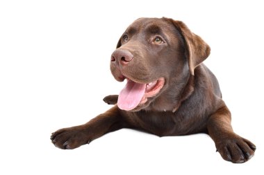 Beyaz arka plan üzerinde izole yatan Büyüleyici labrador köpek yavrusu
