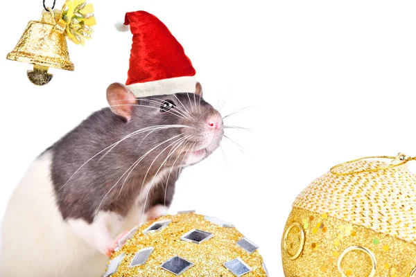 Retrato Rato Boné Natal Com Brinquedos Natal Isolados Fundo Branco — Fotografia de Stock