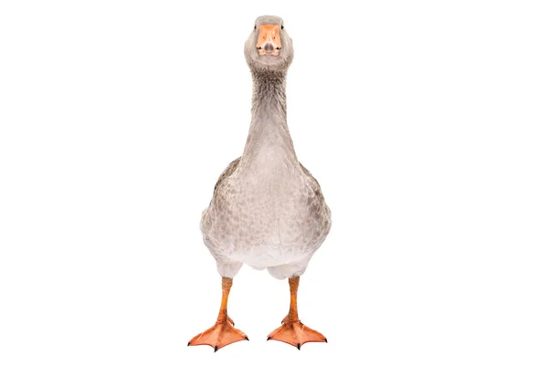 Beautiful Goose Standing Isolated White Background — Stock Photo, Image