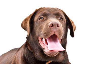 Sevimli bir Labrador köpek yavrusu portresi, closeup, beyaz arka plan üzerinde izole