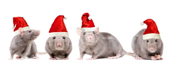 Ratos Bonés Natal Sentados Isolados Fundo Branco — Fotografia de Stock