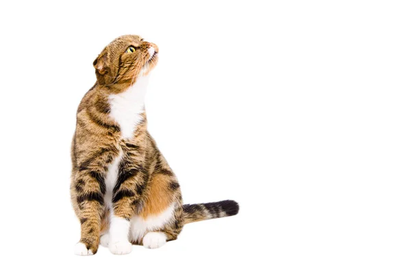 Funny Cat Scottish Fold Sitting Sniffing Isolated White Background — Stock Photo, Image