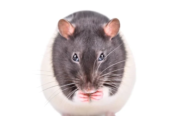 白い背景に隔離された面白いネズミの肖像画 — ストック写真