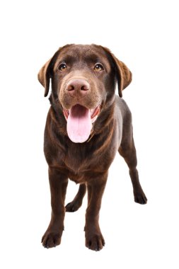 Beyaz bir arka planda yalnız duran şirin Labrador köpeği.