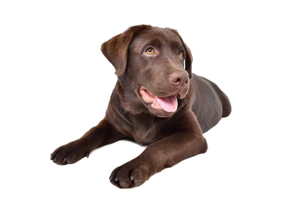 Cute Labrador Pup Geïsoleerd Witte Achtergrond — Stockfoto