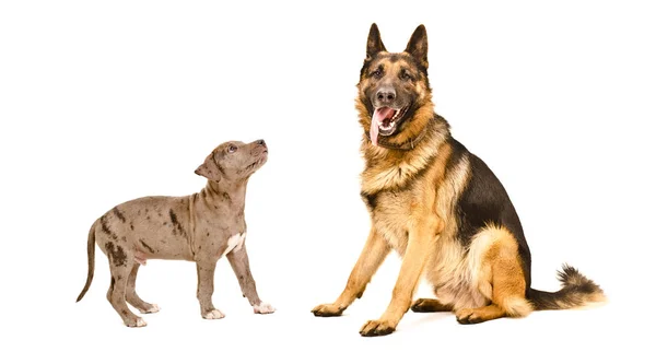 ドイツの羊飼いの犬と白い背景に隔離されたピッツブル子犬 — ストック写真