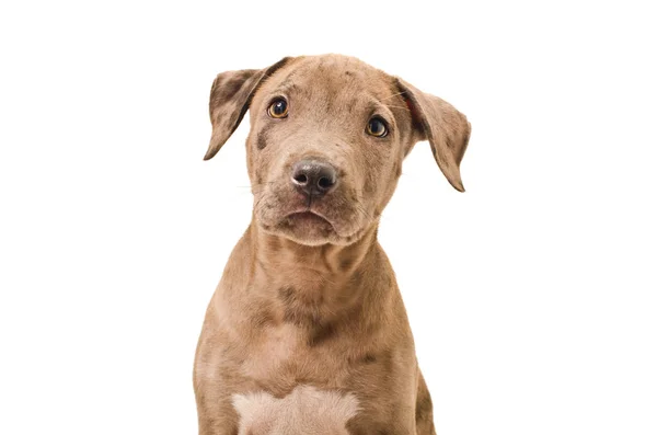 Retrato Hermoso Perrito Pitbull Aislado Sobre Fondo Blanco —  Fotos de Stock