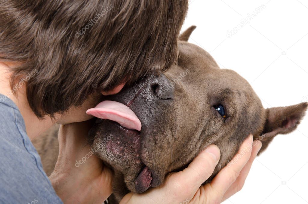 Portrait of a Pitbull, who licks his owner, isolated on white background