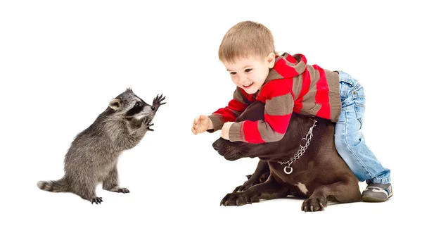 Menino Alegre Brincando Com Cachorro Guaxinim Isolado Fundo Branco — Fotografia de Stock