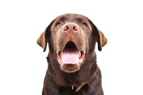 Portret Van Een Schattige Nieuwsgierige Labrador Puppy Close Geïsoleerd Een — Stockfoto