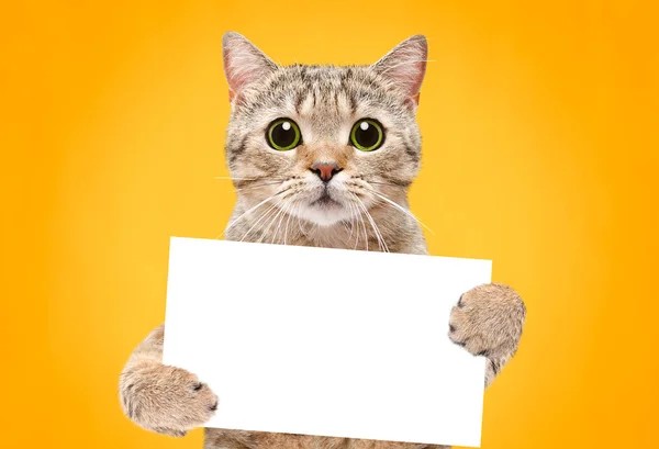 Portrét Kočky Scottish Straight Praporem Tlapkách Oranžovém Pozadí — Stock fotografie