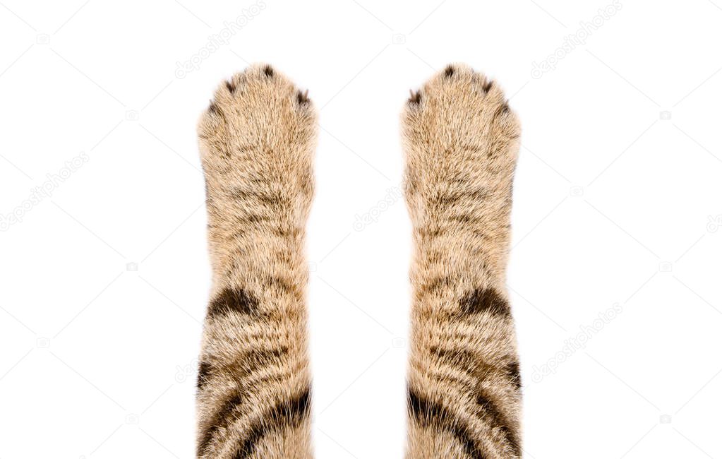 Two paws of a cat Scottish Straight, closeup, isolated on white background