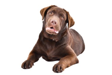 Beyaz arka planda yalnız yatan şirin Labrador köpeği.