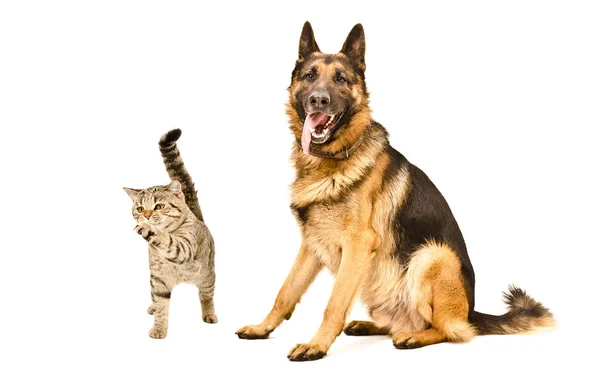 Lustiger Deutscher Schäferhund Und Verspielte Katze Schottisch Gerade Isoliert Auf — Stockfoto