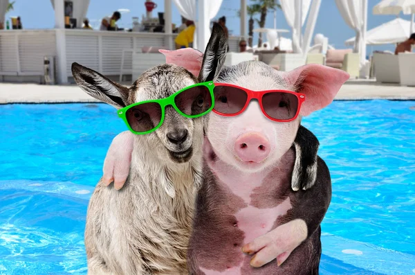 戴着太阳镜 抱着游泳池背景的猪和山羊 — 图库照片
