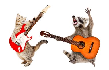 Beyaz arka planda gitarlı kedi ve rakun.
