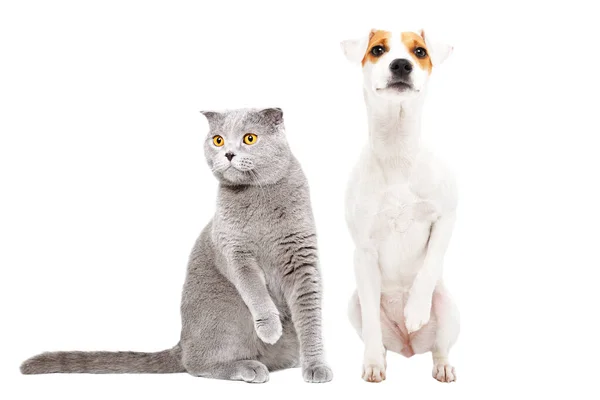 Funny Cat Stottish Fold Dog Parson Russell Terrier Sitting Together — Stock Photo, Image