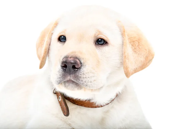 Portret Uroczego Szczeniaka Labradora Izolowanego Białym Tle — Zdjęcie stockowe