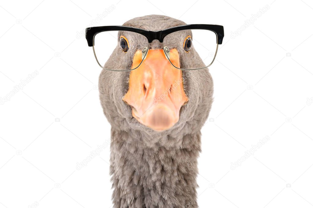 Portrait of a goose wearing glasses isolated on a white background