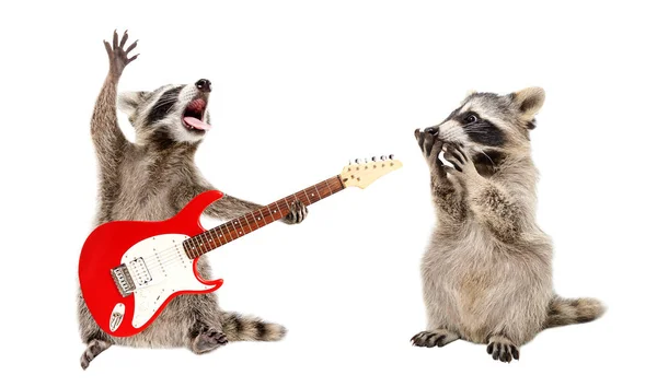 Guaxinim Surpreso Olhando Para Guaxinim Tocando Guitarra Elétrica Isolada Fundo — Fotografia de Stock