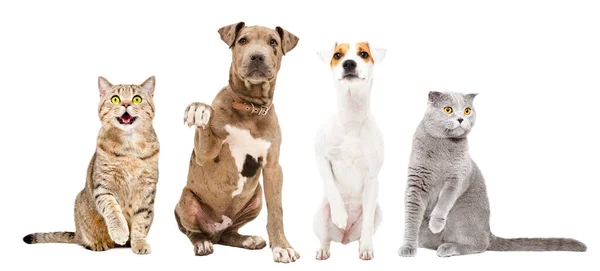Игривые Кошки Собаки Сидят Вместе Изолированные Белом Фоне — стоковое фото