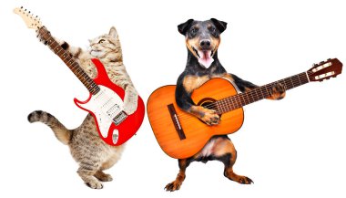 Kedi elektro gitar çalar ve köpek beyaz arka planda izole edilmiş akustik gitar çalar.