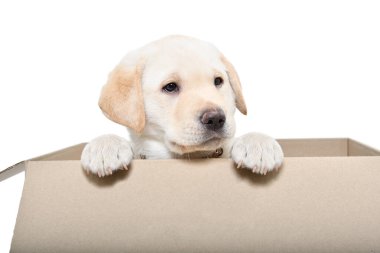 Beyaz arka planda izole edilmiş karton bir kutunun içindeki sevimli Labrador köpeği.