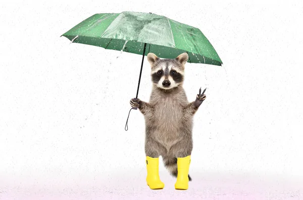 Drôle Raton Laveur Bottes Caoutchouc Sous Parapluie Sous Pluie Isolé — Photo