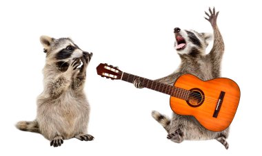 Beyaz arka planda izole bir şekilde gitar çalan bir rakuna bakan sürpriz bir rakun.