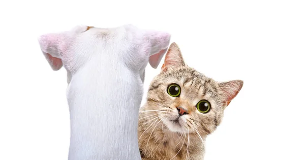 Портрет Смешной Кошки Выглядывающей Собаки Белом Фоне — стоковое фото