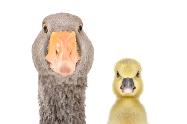 Portrait Goose Gosling Together Closeup Isolated White Background — Stock Photo, Image