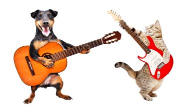 Köpek akustik gitar çalar ve kedi beyaz arka planda izole edilmiş elektro gitar çalar.