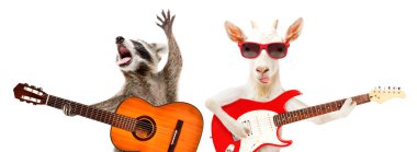 Akustik gitarlı komik bir rakun ve beyaz arka planda elektro gitarlı bir keçi.