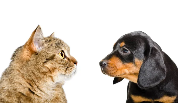 Portret Van Een Kat Schots Recht Een Puppy Ras Slowaaks — Stockfoto