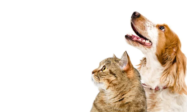 Портрет Кота Шотландского Прямоходящего Собаки Русского Спаниеля Смотрящего Вверх Вместе — стоковое фото