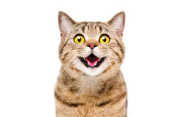 Porträtt Glad Leende Katt Skotsk Rak Närbild Isolerad Vit Bakgrund — Stockfoto