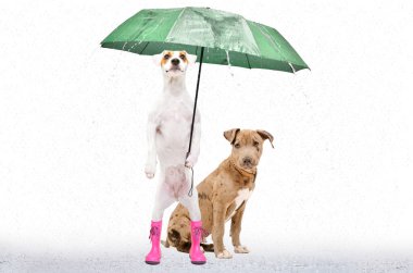 Parson Russell Terrier, beyaz arka planda izole edilmiş yağmur sırasında şemsiye altında bir pitbull köpeğiyle birlikte lastik botlar içinde.