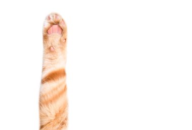 Kırmızı bir kedinin ön pençesi İskoç düz, yakın plan, beyaz arka plan izole