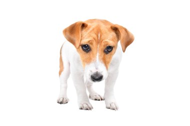 Üzgün Jack Russell Terrier köpeği beyaz arka planda tek başına duruyor.