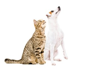 Oyuncu Parson Russell Terrier köpeği ve kedisi İskoç Dümdüz oturuyor, yukarı bakıyor, beyaz arka planda soyutlanmış